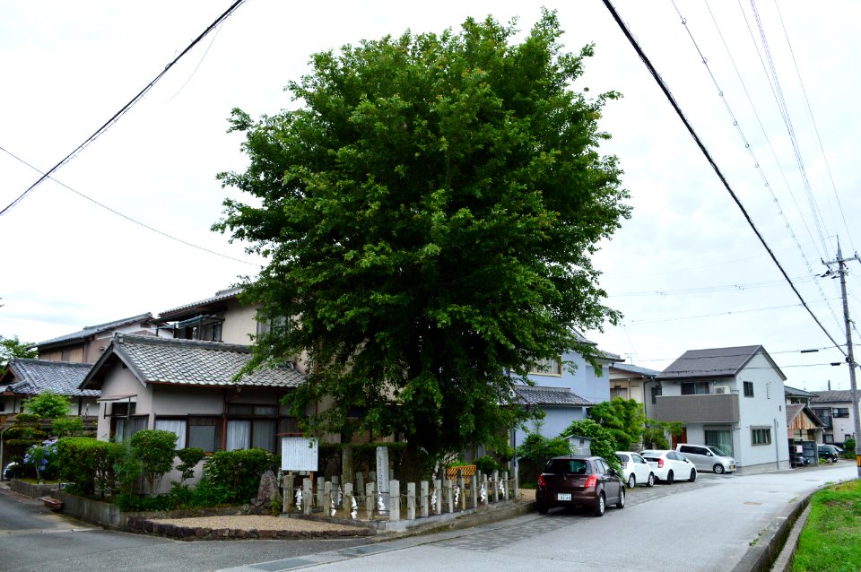 Shinomura-hachimangi, yanagi