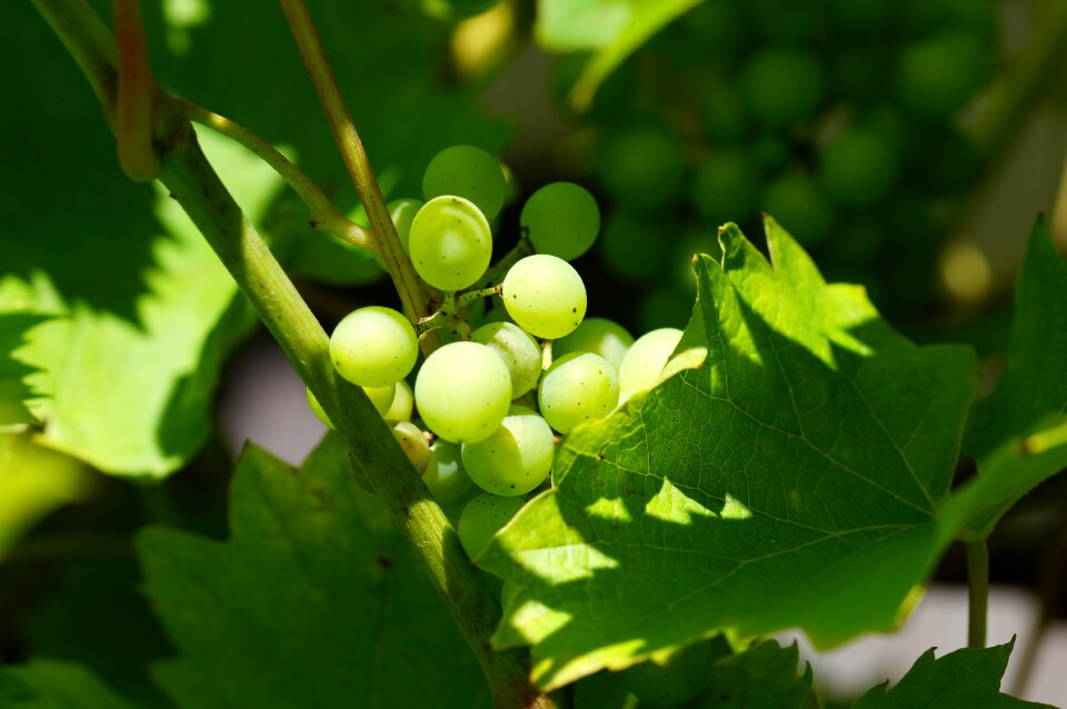 Macro vine green grapes