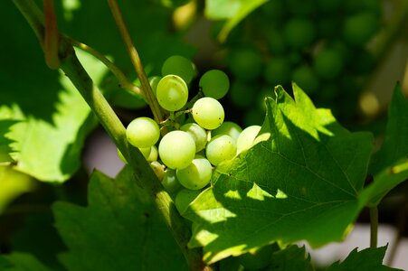 Macro vine green grapes