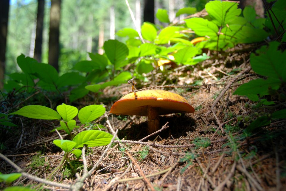 Golden lärchenröhrling yellow edible