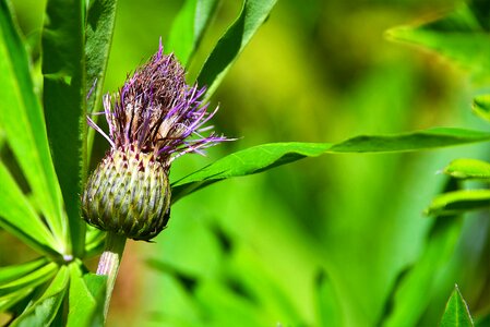 Meadow close up wild flower photo