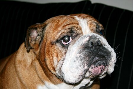 Bulldog dog pet
