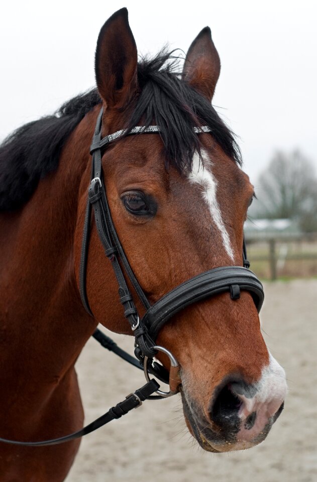 Horse head portrait