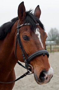 Horse head portrait