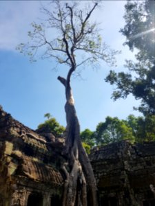 Ta Prohm, 2017-12-31 (023)