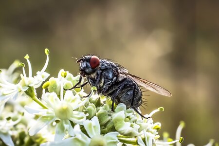 Close up macro animal photo