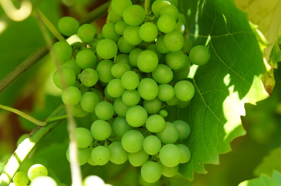 Vine macro vine leaves