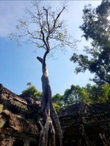 Ta Prohm, 2017-12-31 (022)