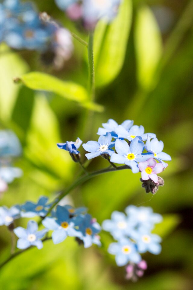 Blue forget me not myosotis