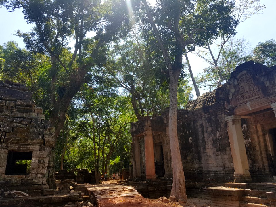 Ta Prohm, 2017-12-31 (026)