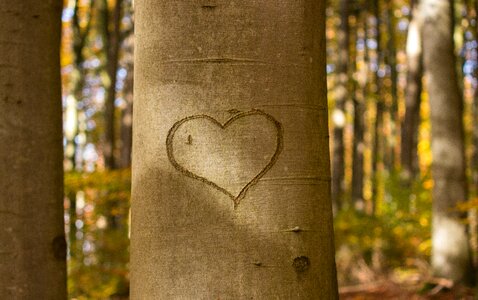 Tree heart bark love