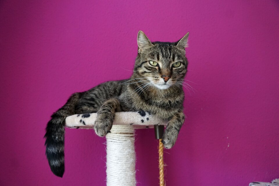 Mieze animal cat tree
