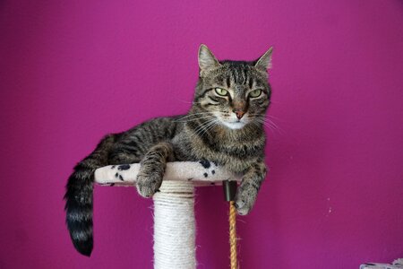 Mieze animal cat tree