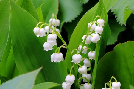 White nature plant photo