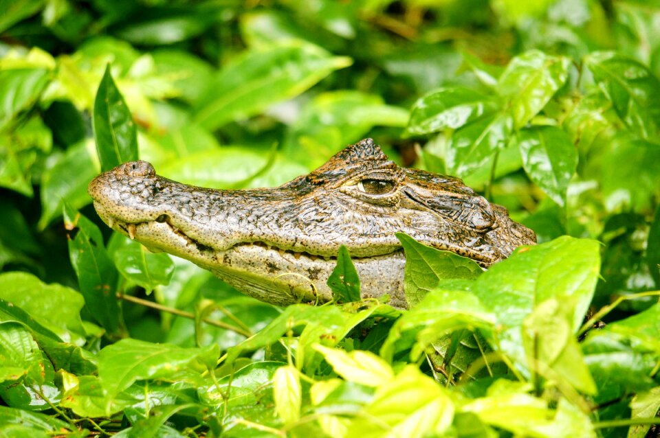 Cayman tortuguero green
