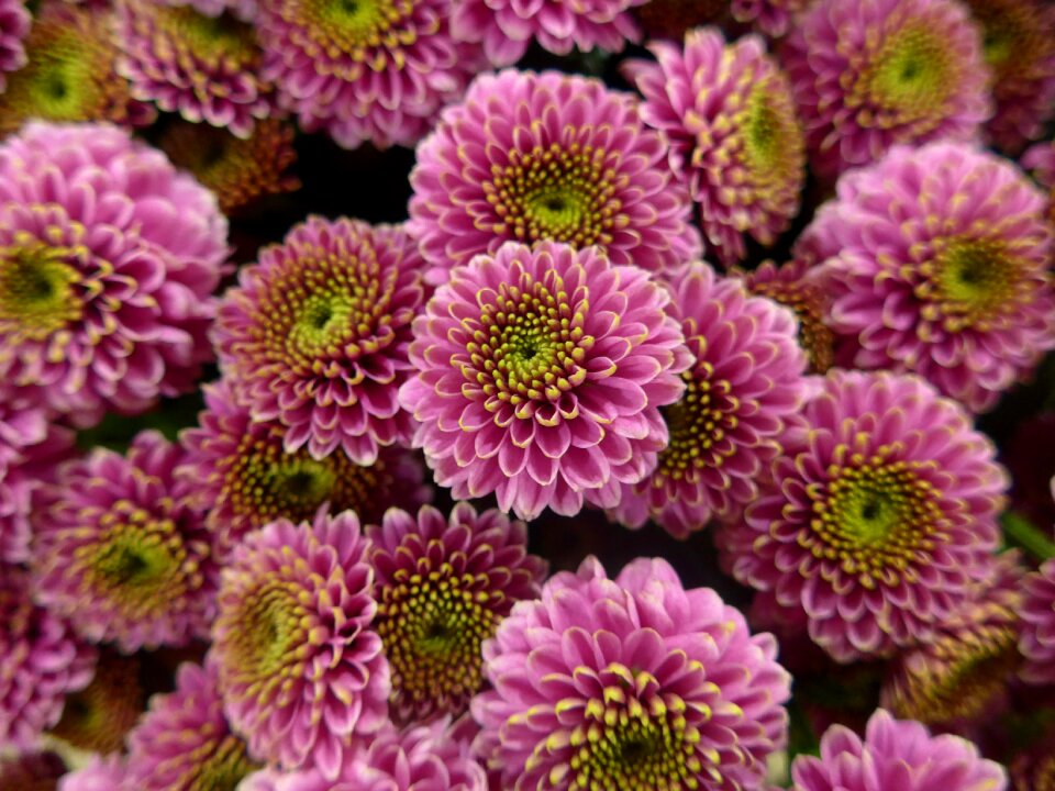 Green flowers floristry