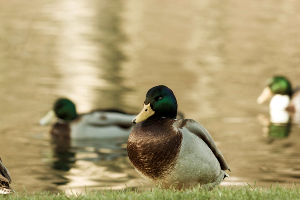 Water bird duck bird bank