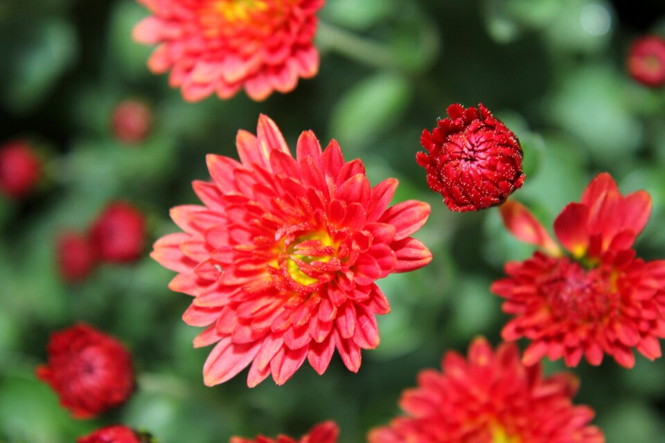 Green red flower garden