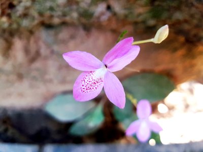 Ta Prohm, 2017-12-31 (059)