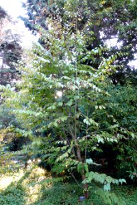 Tetracentron sinense - San Francisco Botanical Garden - DSC00035