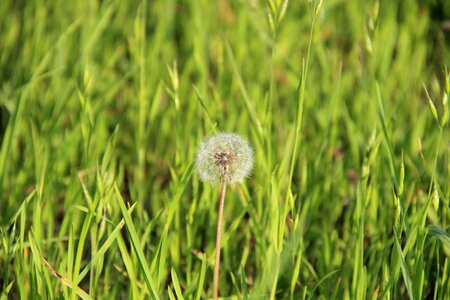 Dandelion nature close up photo