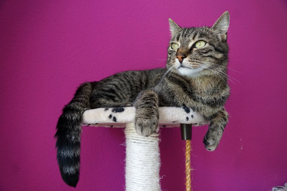 Mieze animal cat tree