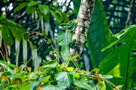 Basilisk tortuguero green