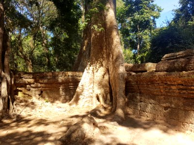 Ta Prohm, 2017-12-31 (031)