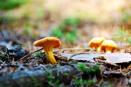 Chanterelles edible yellow