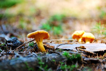 Chanterelles edible yellow photo