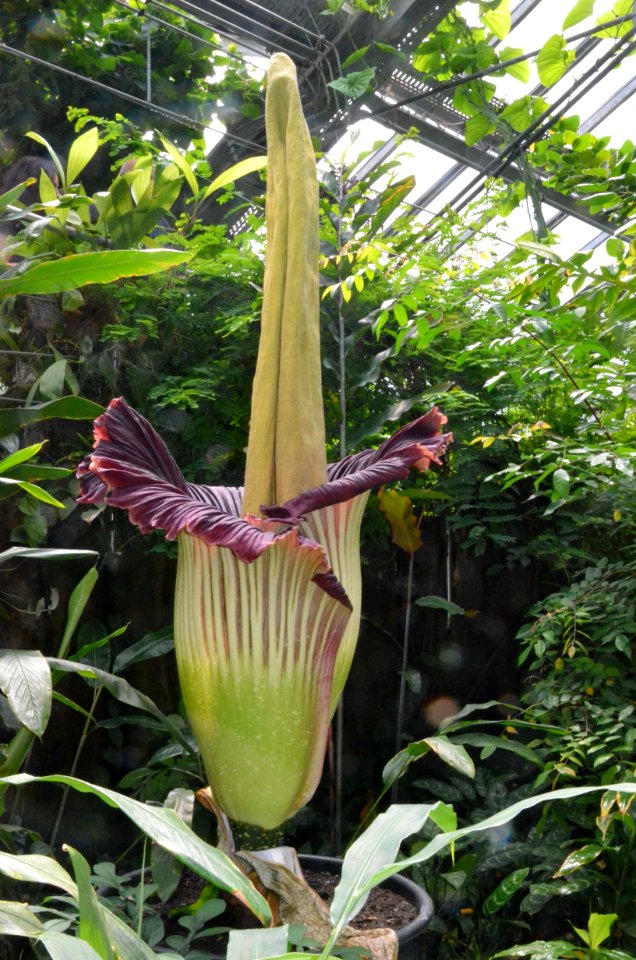 Titan Arum at Bayreuth University - Second Day 21