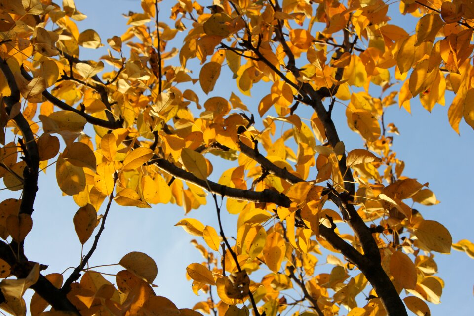 Dry leaves nature golden autumn