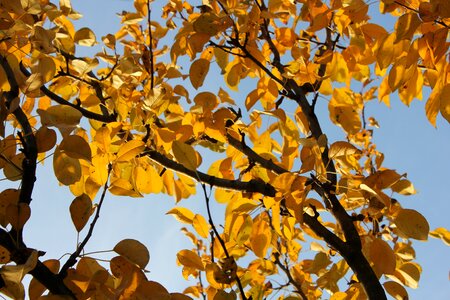 Dry leaves nature golden autumn photo