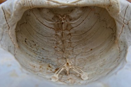 Testudo marginata - Knochenpanzer innen