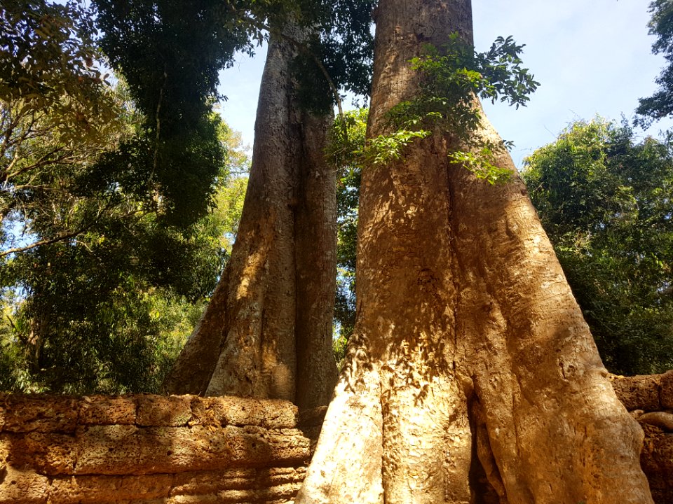 Ta Prohm, 2017-12-31 (032)