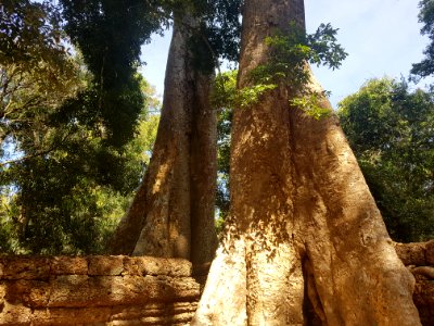 Ta Prohm, 2017-12-31 (032)