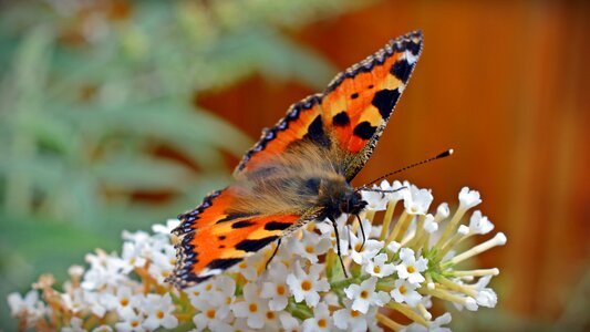 Nettle butterfly nectar insect photo