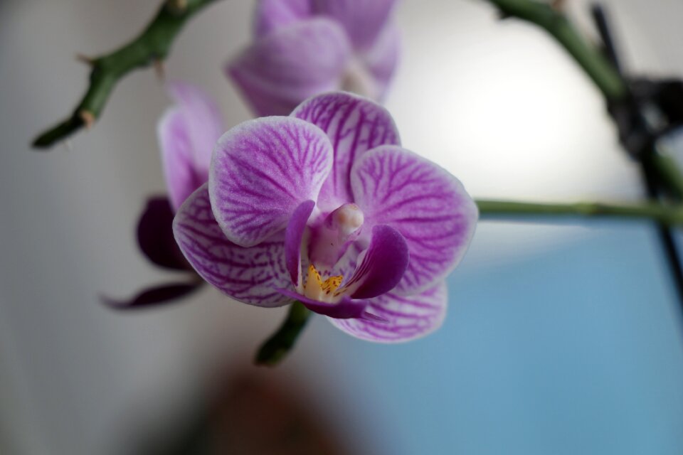 Flower purple flower summer