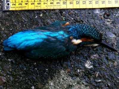 Toter Eisvogel 01