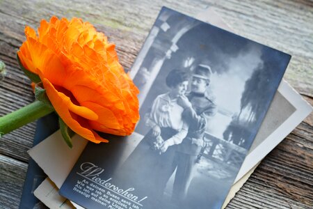 Bloom orange spring flower