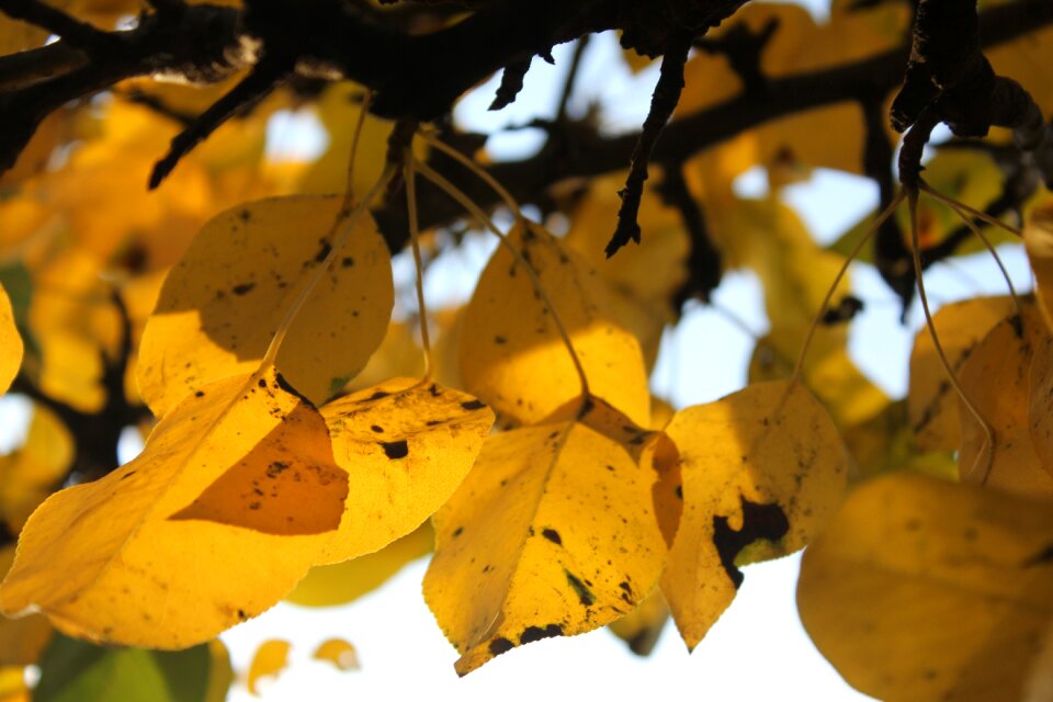 Dry leaves nature golden autumn photo