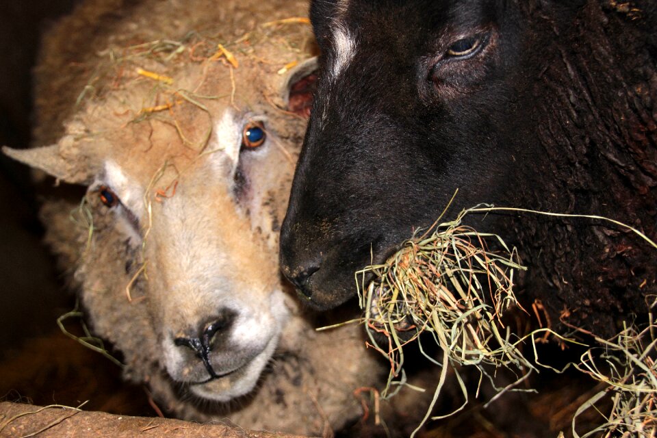 Animals feeding eat