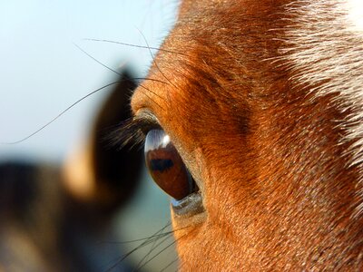 Animals head mare