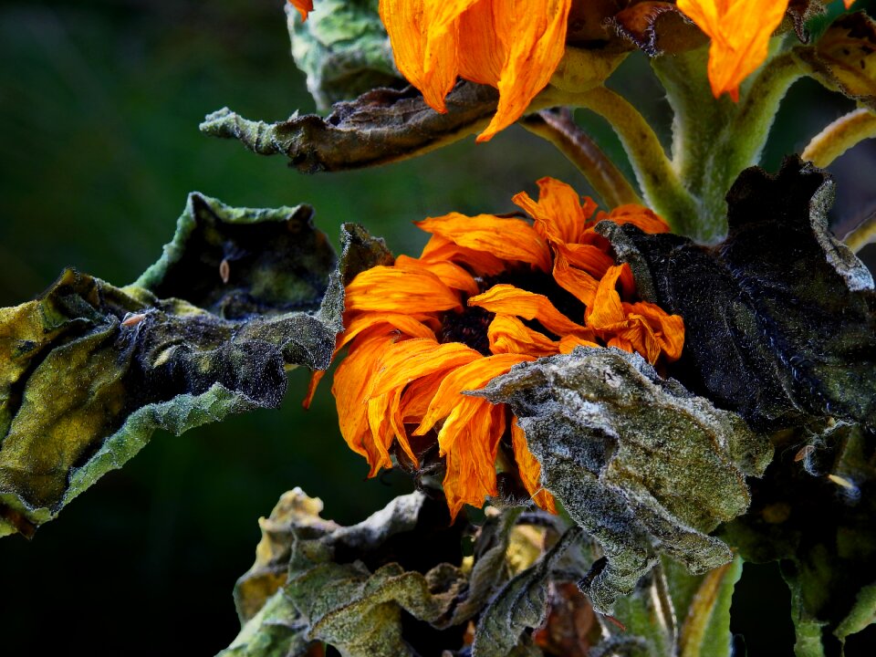 Bloom faded withered