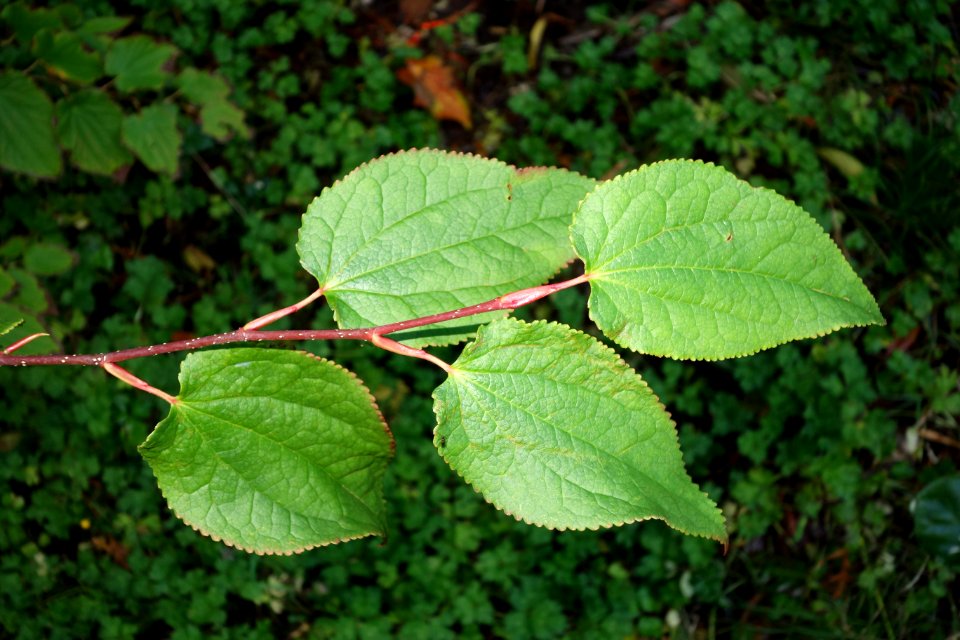 Tetracentron sinense - San Francisco Botanical Garden - DSC00038