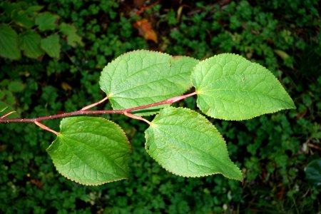 Tetracentron sinense - San Francisco Botanical Garden - DSC00038