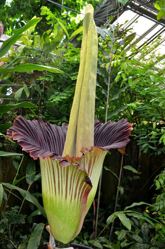 Titan Arum at Bayreuth University 31