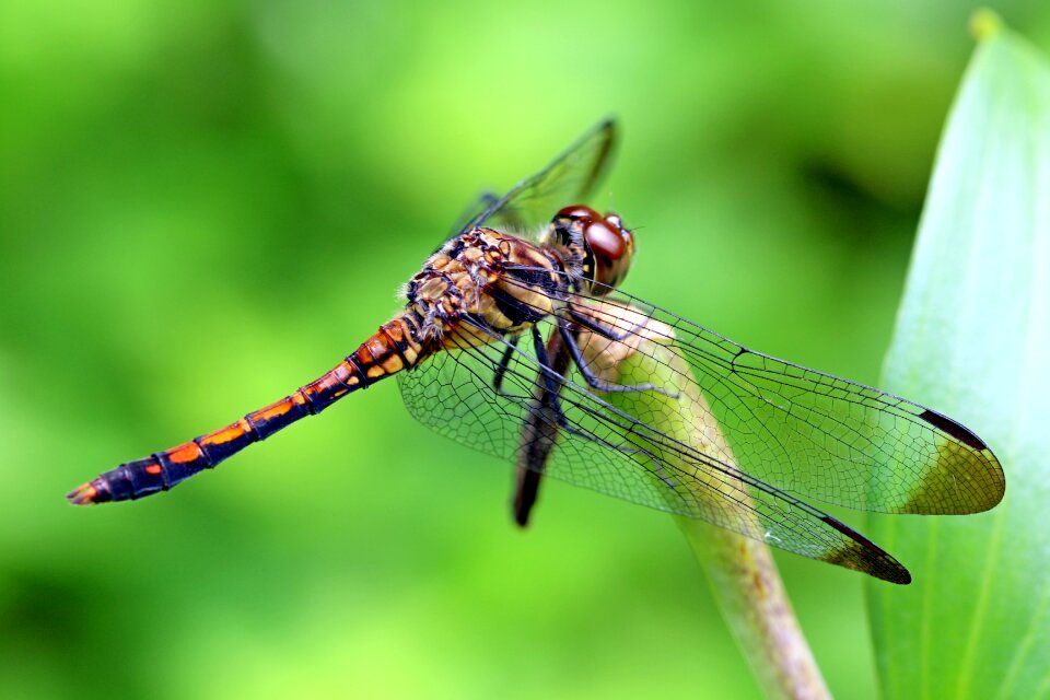 Dragonfly landscape park