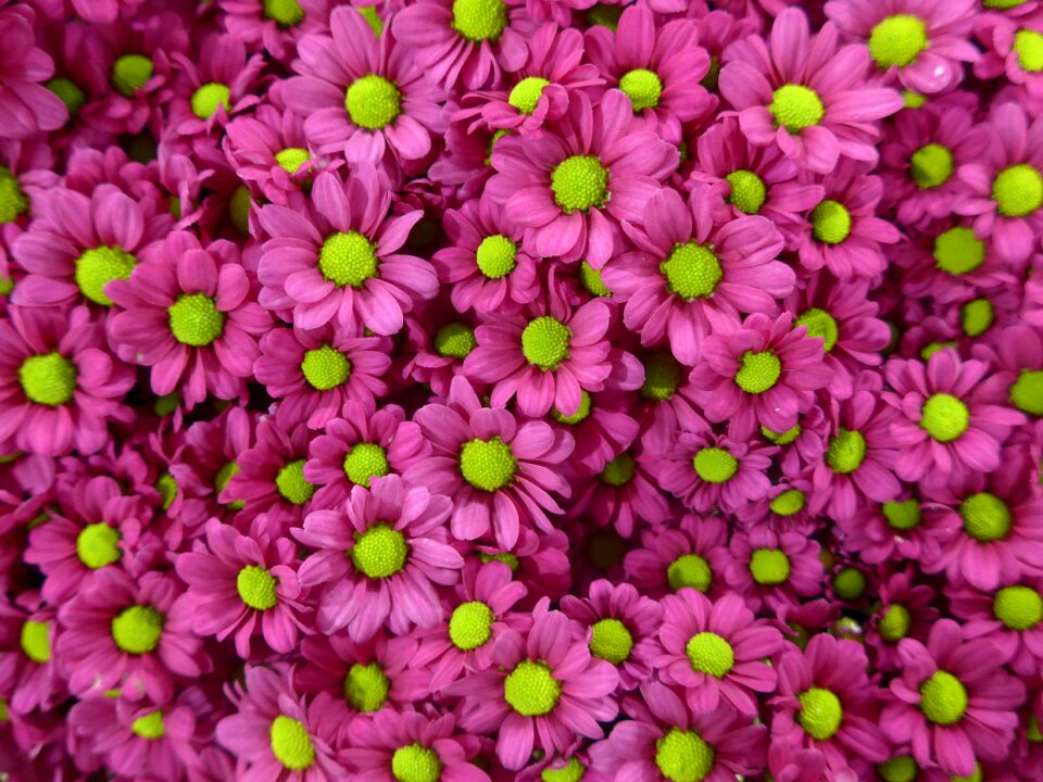 Green flowers floristry