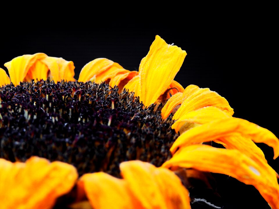 Bloom faded withered